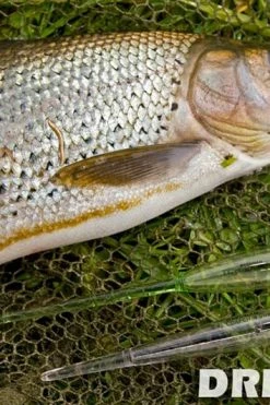 Drennan Loafers - Avon & bobber floats -Coarse Fishing Store 1330680457 avon