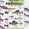 Nigel Clarke Publications Freshwater Fish Of Great Britain Chart - Books & prints