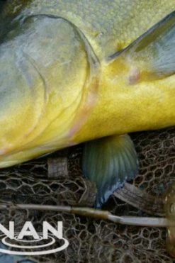 Drennan Bolt Rig Feeders - Maggot feeders -Coarse Fishing Store 1366193159 2