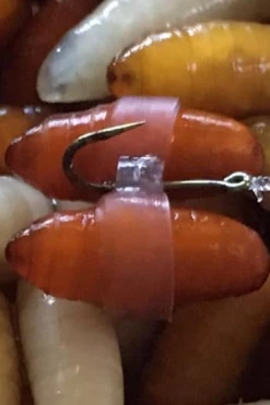 Enterprise Tackle Enterprise Caster Bait Bands - -Coarse Fishing Store 2nure42d637582293639983374