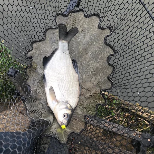 Ringers Slim Wafters 10mm - Pop ups, boilies & wafters 8 Ringers Slim Wafters 10mm - Pop ups, boilies & wafters - Image 8