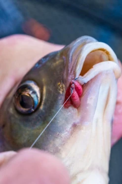 Guru Kuranku Barbed Hooks - Spade hooks -Coarse Fishing Store 3utcy0sb637697125161346203