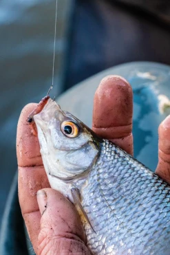 Guru Kuranku Barbed Hooks - Spade hooks -Coarse Fishing Store 44hg5xrp637697125161346203