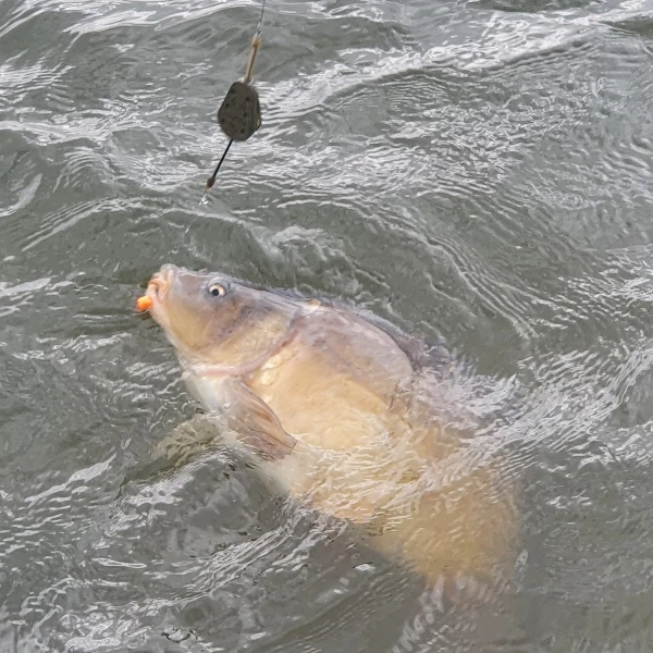 Ringers Slim Wafters 10mm - Pop ups, boilies & wafters 5 Ringers Slim Wafters 10mm - Pop ups, boilies & wafters - Image 5