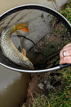 Korum Phase 1 Spoon Net 18inch - Landing nets 11 Korum Phase 1 Spoon Net 18inch - Landing nets -Coarse Fishing Store erzhobdu637568629618562363