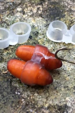 Enterprise Tackle Enterprise Caster Bait Bands - -Coarse Fishing Store eseukmap637582293639983374