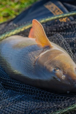 Guru Duel 600 Specimen Net - Landing nets 13 Guru Duel 600 Specimen Net - Landing nets -Coarse Fishing Store g4bmqkqp637418920202934488