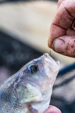 Guru Kuranku Barbed Hooks - Spade hooks -Coarse Fishing Store mistmtyg637697125161346203