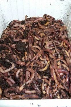 Mosella Worm Pots - Paste, meat, worm & maggots -Coarse Fishing Store oe3gelym636111909958040662