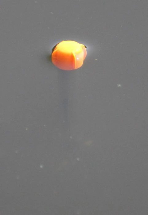 Drennan Shorty Pellet Wagglers - 3 Drennan Shorty Pellet Wagglers - - Image 3