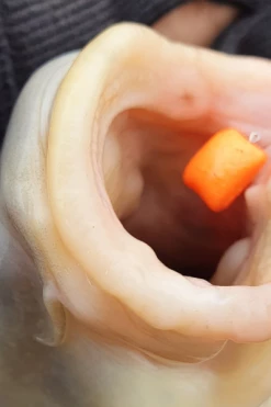 Ringers Slim Wafters 10mm - Pop ups, boilies & wafters 13 Ringers Slim Wafters 10mm - Pop ups, boilies & wafters -Coarse Fishing Store rcbc5qlv637522812481440319