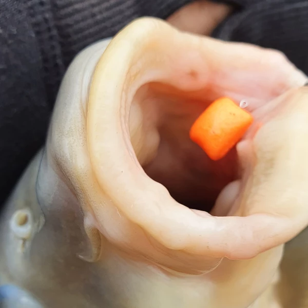 Ringers Slim Wafters 10mm - Pop ups, boilies & wafters 6 Ringers Slim Wafters 10mm - Pop ups, boilies & wafters - Image 6