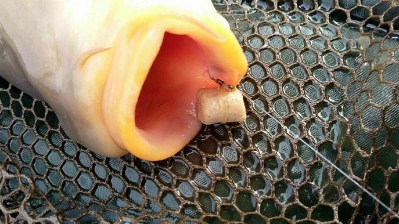 Ringers Pellet Wafters - Pop ups, boilies & wafters 3 Ringers Pellet Wafters - Pop ups, boilies & wafters - Image 3